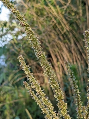Amaranthus tuberculatus