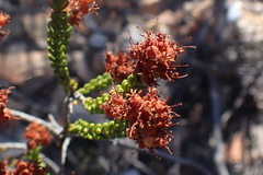 Erica petraea