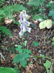 Aconitum alboviolaceum