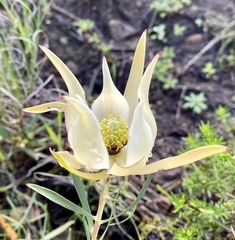 Leucadendron salignum