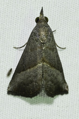 Hypena degesalis