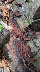 Punctularia strigosozonata