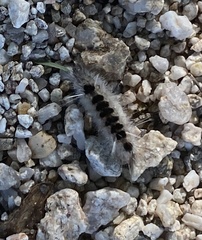 Lymantriinae