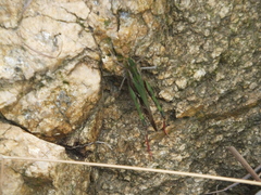 Shirakiacris shirakii