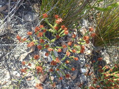 Erica petraea