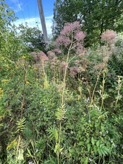 Valeriana officinalis