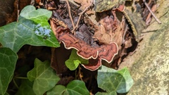 Punctularia strigosozonata