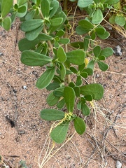 Portulaca oleracea