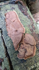 Punctularia strigosozonata