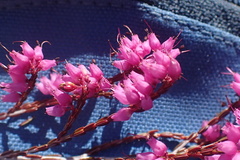 Erica rosacea