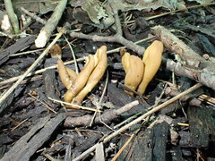 Microglossum olivaceum