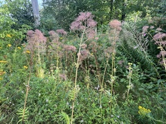 Valeriana officinalis