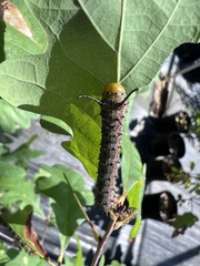Anisota pellucida
