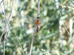 Sympetrum flaveolum