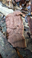 Punctularia strigosozonata