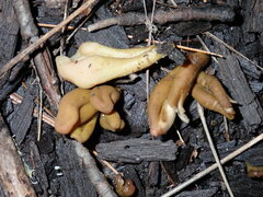 Microglossum olivaceum