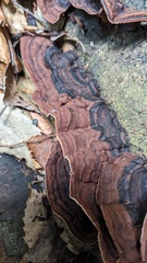 Punctularia strigosozonata