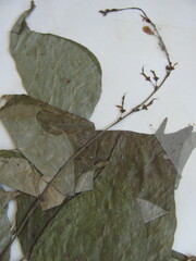 Hylodesmum glutinosum