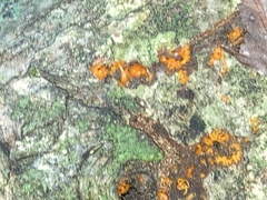 Metatrichia vesparium