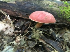 Hortiboletus campestris