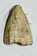 Bagisara repanda
