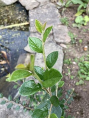 Cotoneaster franchetii