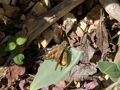 Ochlodes sylvanoides