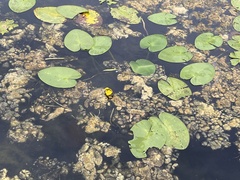 Nuphar variegata