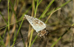Polyommatus coridon