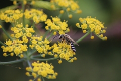 Halictus fulvipes