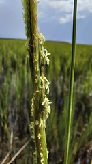 Sporobolus alterniflorus