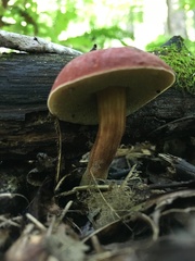 Hortiboletus campestris