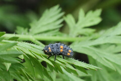Coccinella septempunctata