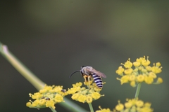 Halictus fulvipes