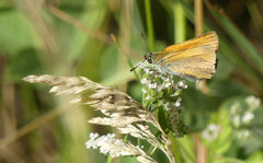 Thymelicus sylvestris