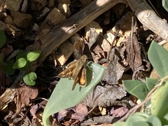 Ochlodes sylvanoides