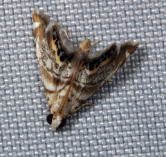 Eoparargyractis irroratalis