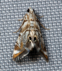Eoparargyractis irroratalis