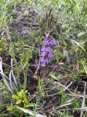 Liatris pilosa