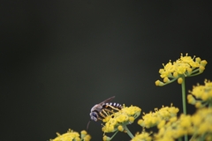 Halictus fulvipes