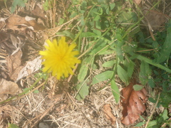 Hypochaeris radicata
