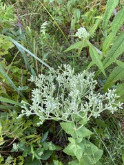 Eupatorium pubescens