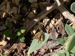 Ochlodes sylvanoides