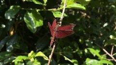 Neurothemis fulvia
