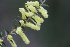 Acacia oxycedrus