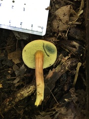 Hortiboletus campestris