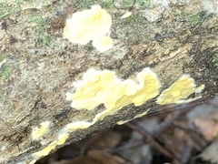 Trichoderma sulphureum