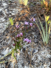Liatris pilosa