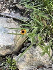 Sanvitalia procumbens