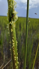 Sporobolus alterniflorus